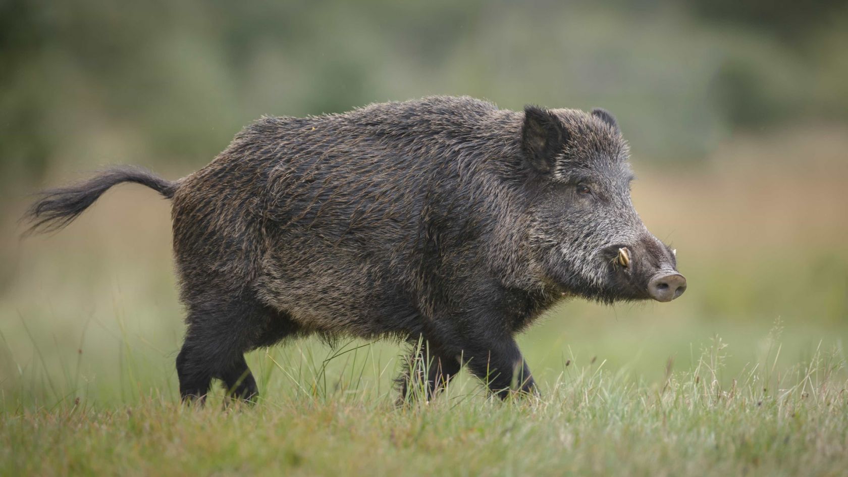 Wild boars causing extensive damage
