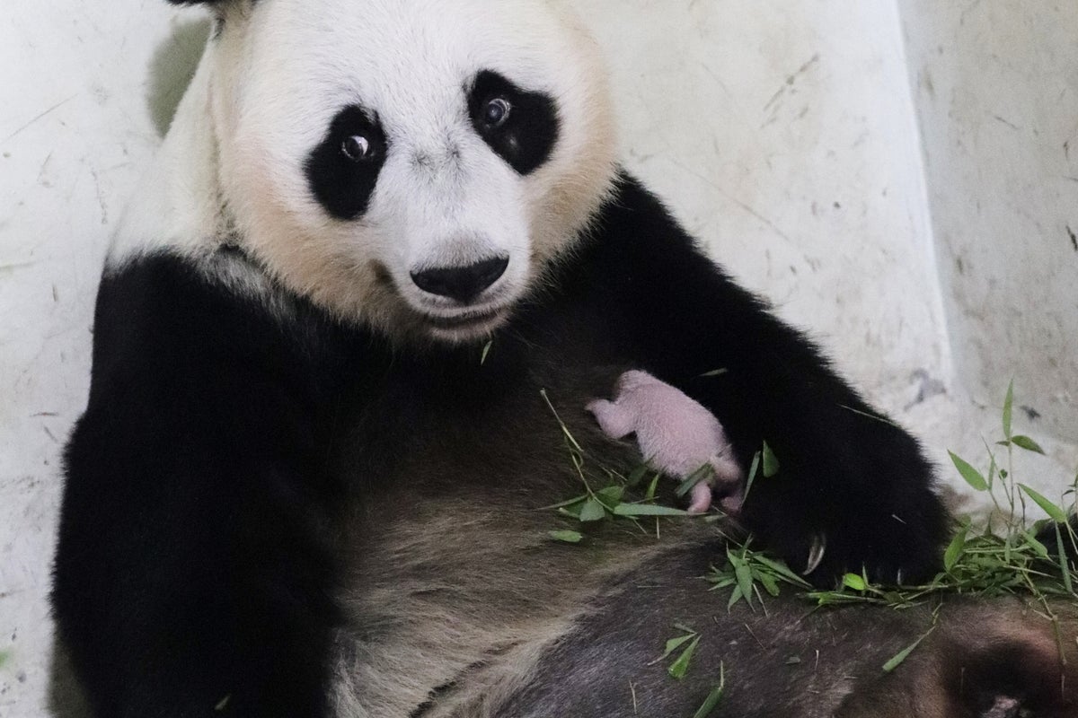 Zoo shares photos of first panda cub to be locally born in Indonesia