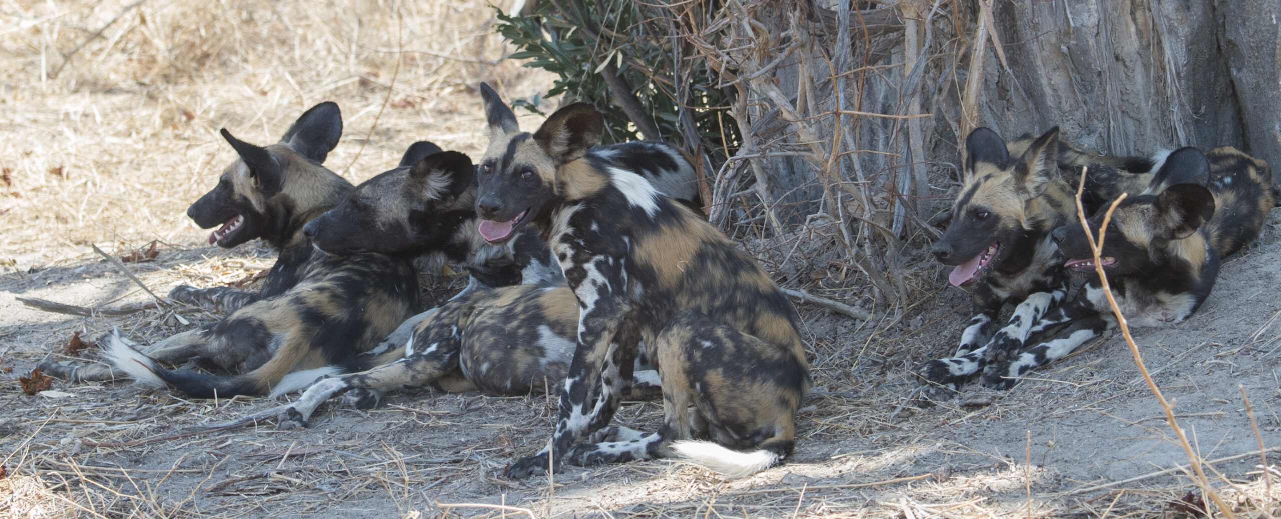 ‘Internet of Animals,’ a unified wildlife tracker, set to resume after hiatus