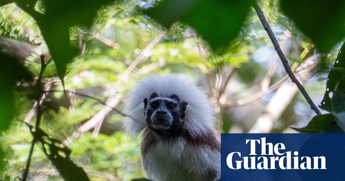 ‘They’re a lot like us’: saving the tiny punk monkeys facing extinction | Colombia