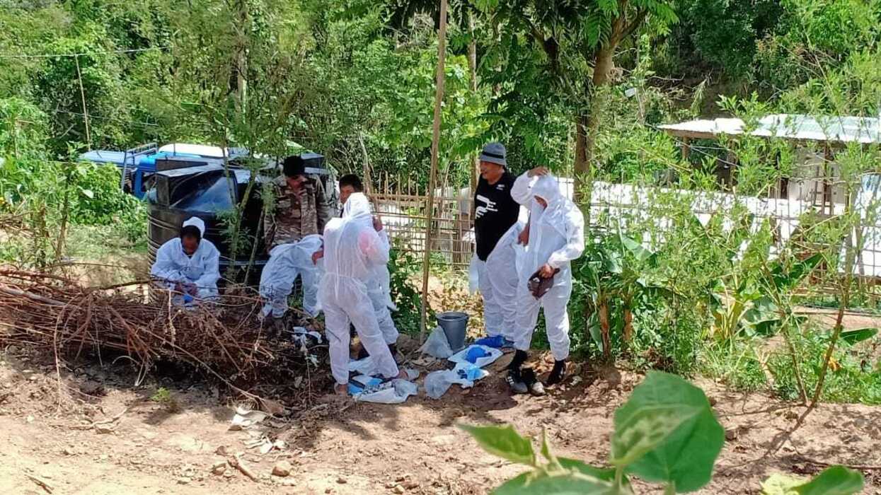 ASF threatens backbone of northeast livelihoods: ICAR study