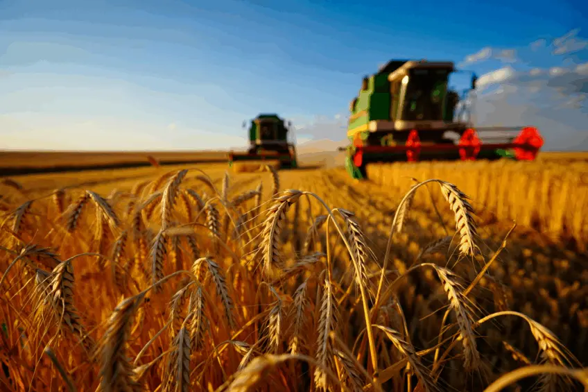 Argentina Cuts Export Taxes Floods Wheat Market And Forces