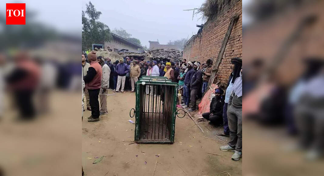 Brave villagers trap leopard, end 6-month reign of terror | Prayagraj News