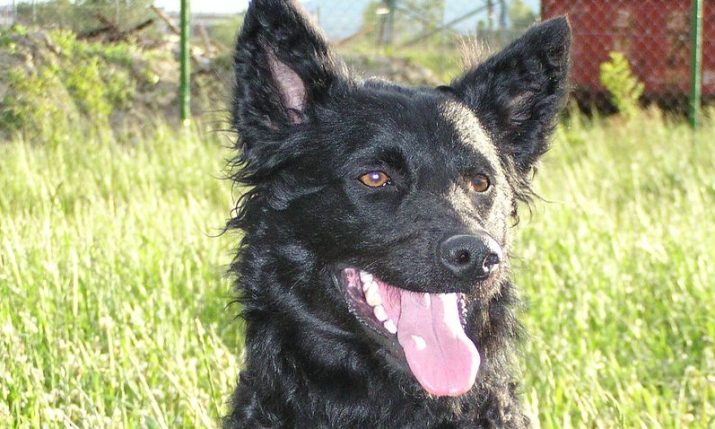 Croatian sheepdog declared intangible cultural heritage of Croatia