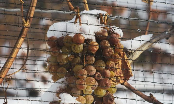 Croatia’s rare ice wine harvest returns as January freeze delivers liquid gold