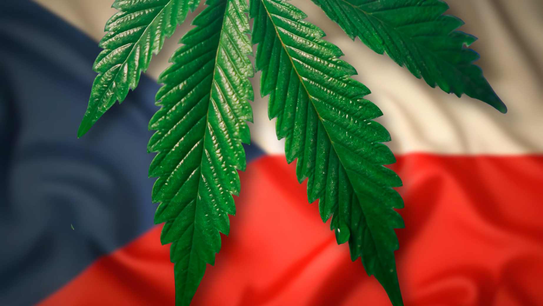 Home Cannabis Growing Becomes Legal in Czechia