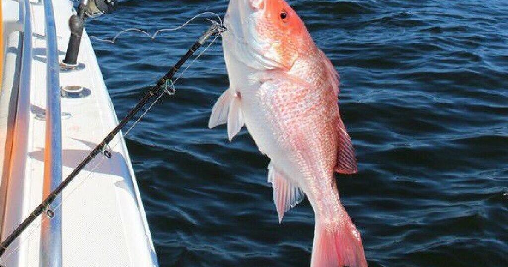 How much red snapper did Louisiana anglers catch in 2025? | Environment