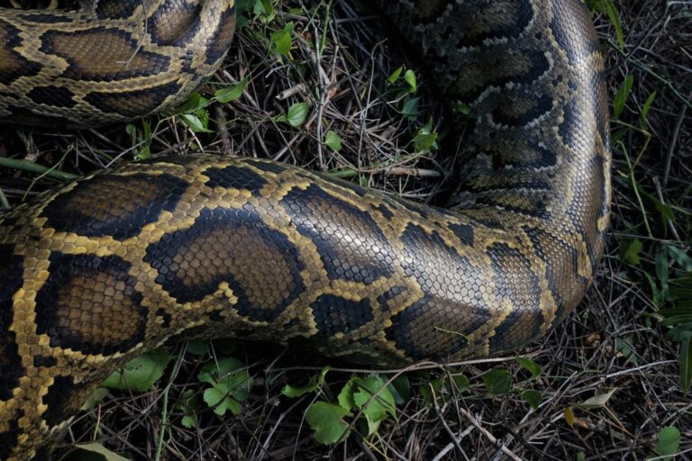 Straing Snake Hunters spot strange snake behavior – CONVEN.ORG | HOME