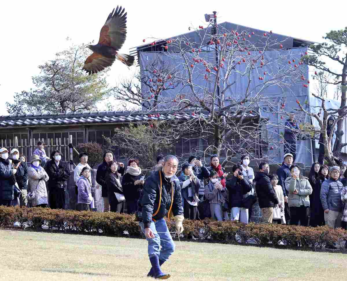 Kagoshima: Hawk Soars in Demonstration of Edo-Period Hunting Practice, Draws Visitors
