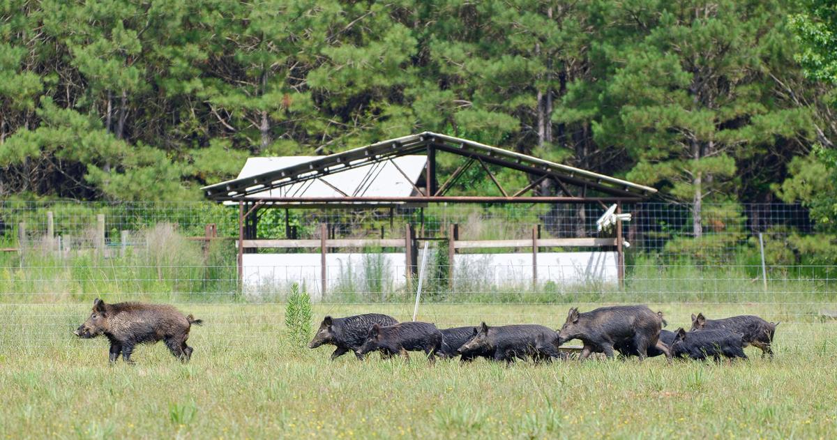 LSU AgCenter launches multi-state invasive species network | Education