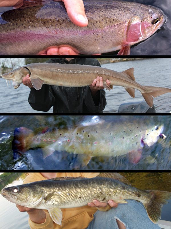 Life Listing 2.0 | News Dakota