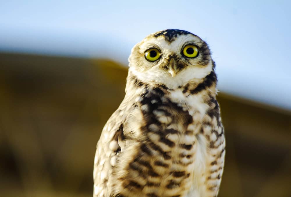 Little Owl Waiting for Dark, Parana, Brazil - Photo of the Day