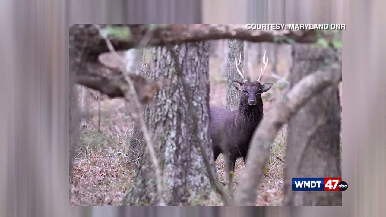 Local farmers talk 2026 Doe Harvest Challenge coming at top of new year