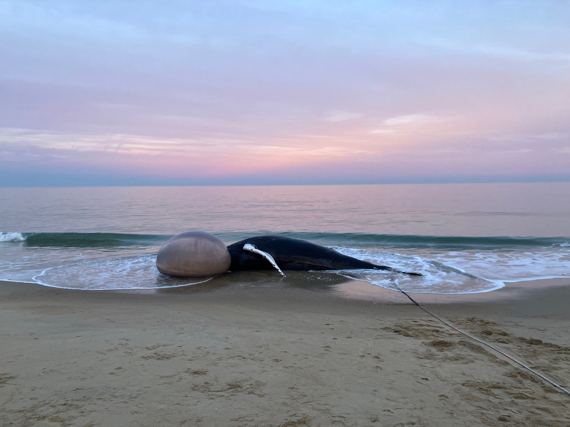 Beached Whale