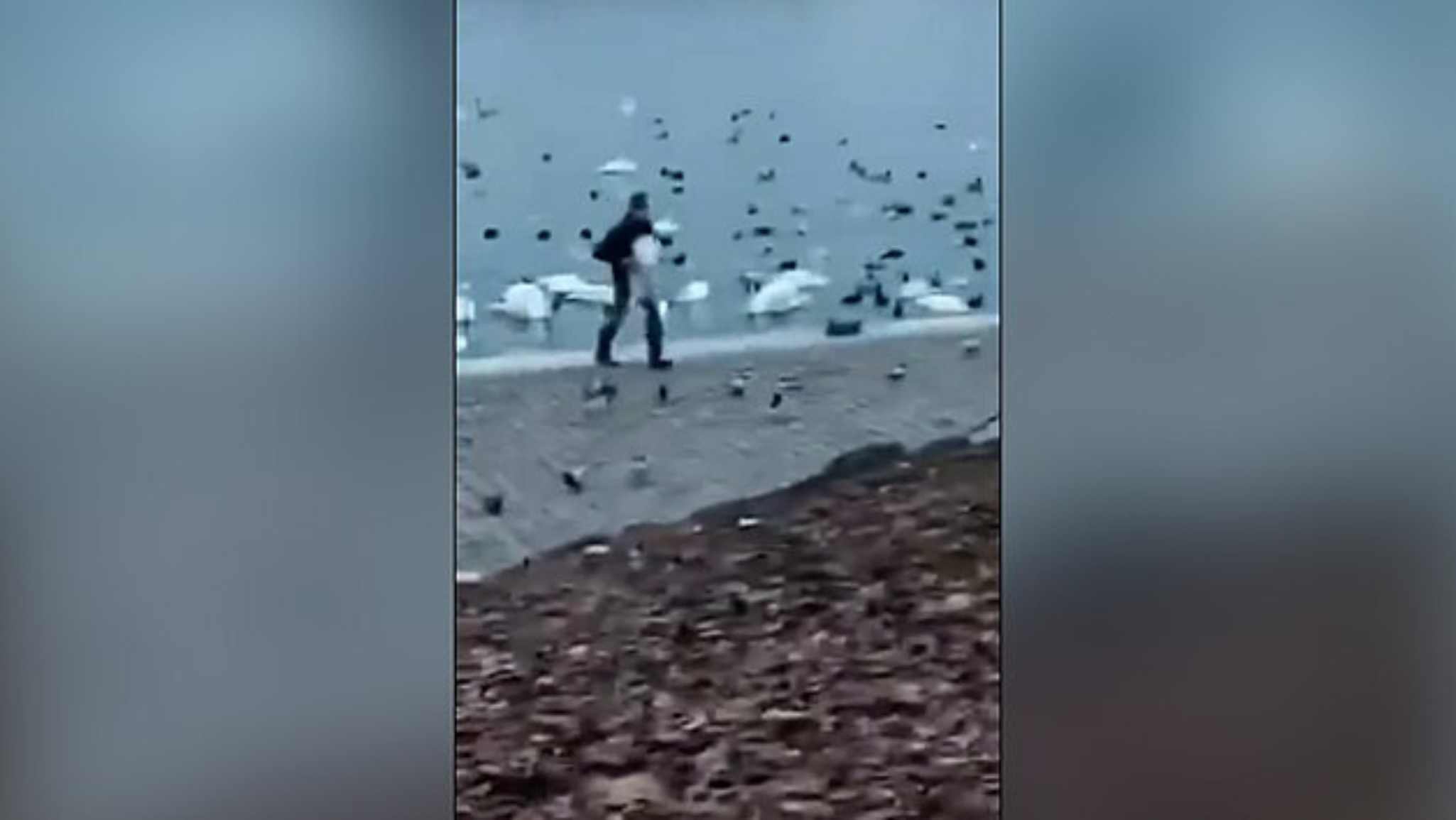 Man Filmed Taking Swan From Vltava River in Prague