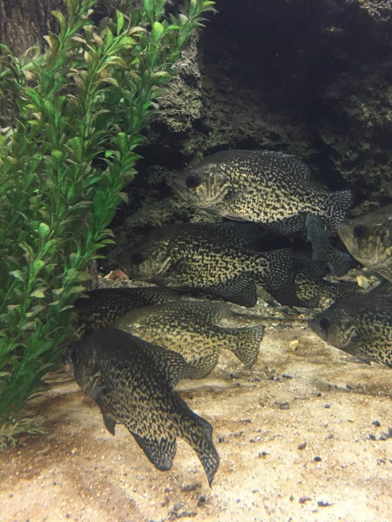 Our Outdoors: Ice Spoons for Specks