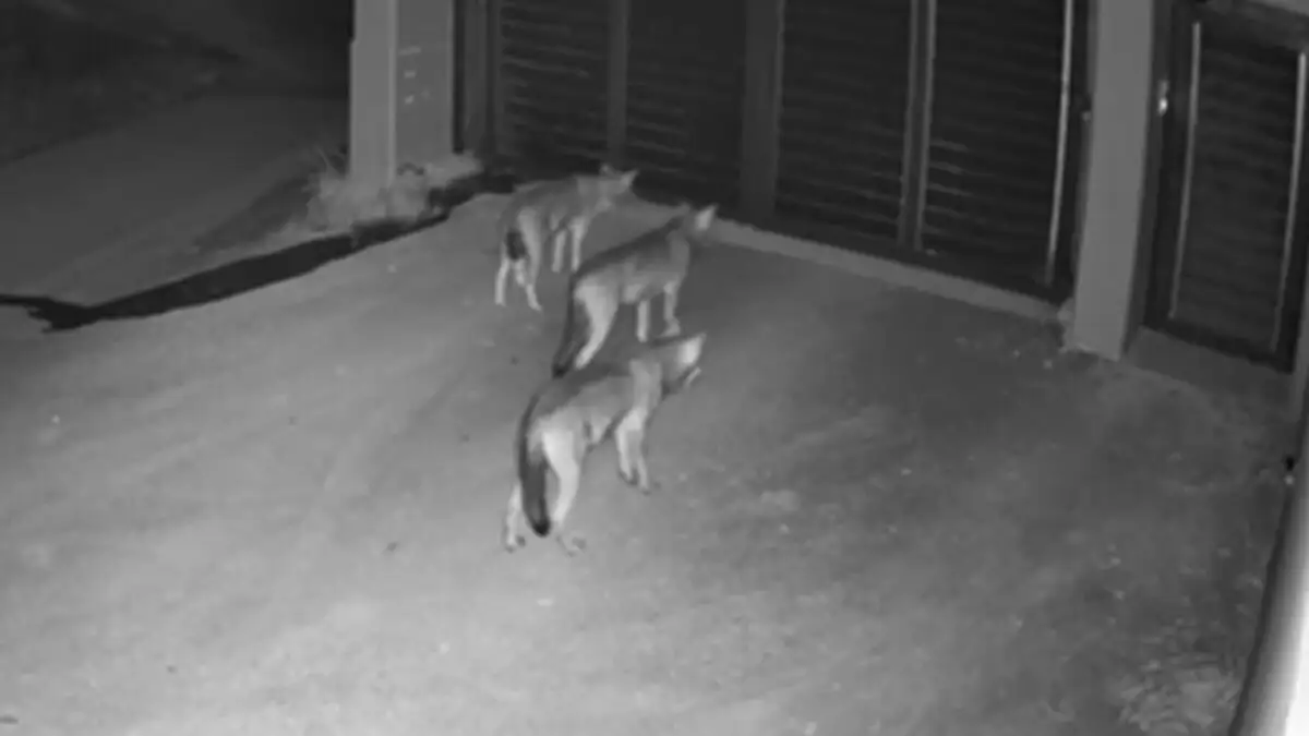 Pack of wolves appear outside home in Panorama by Thessaloniki (video)