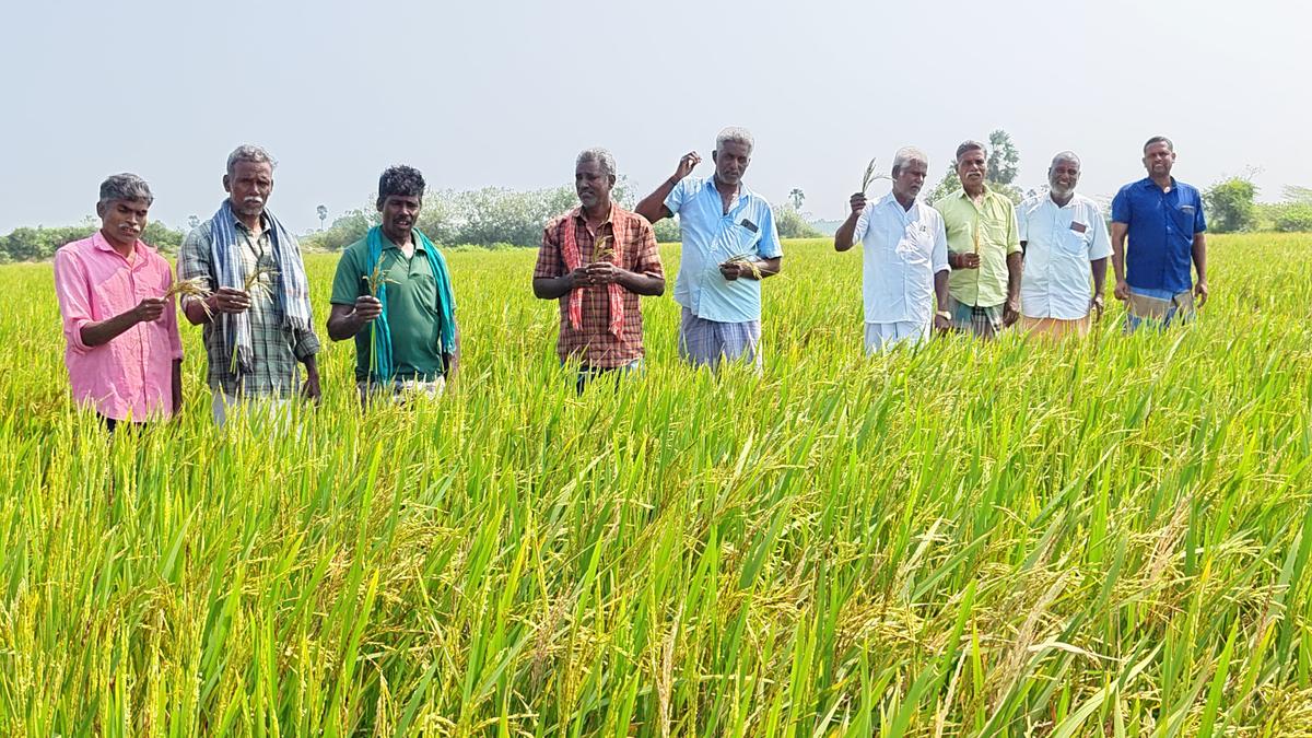 Paddy grain discolouration in parts of Nagapattinam worries farmers