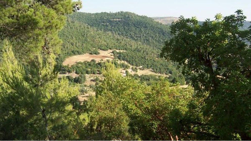 Protecting Forests and Sustaining Green Cov...