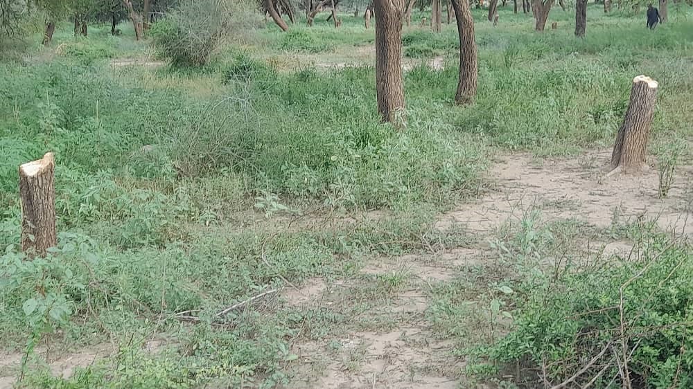 State neglect, illegal logging leave Sudan’s forests under threat