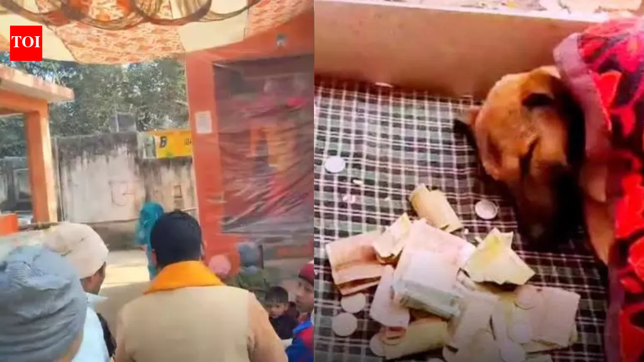 Stray dog doing ‘Parikrama’ in UP: Neurological disorder, not spiritual instinct; rescued by vets | Meerut News