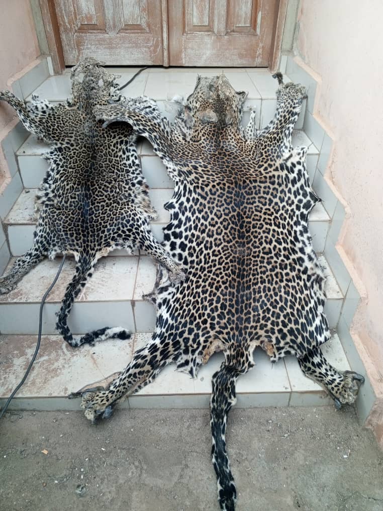 Two people including a Police Officer arrested with fresh leopard skins in Yaounde