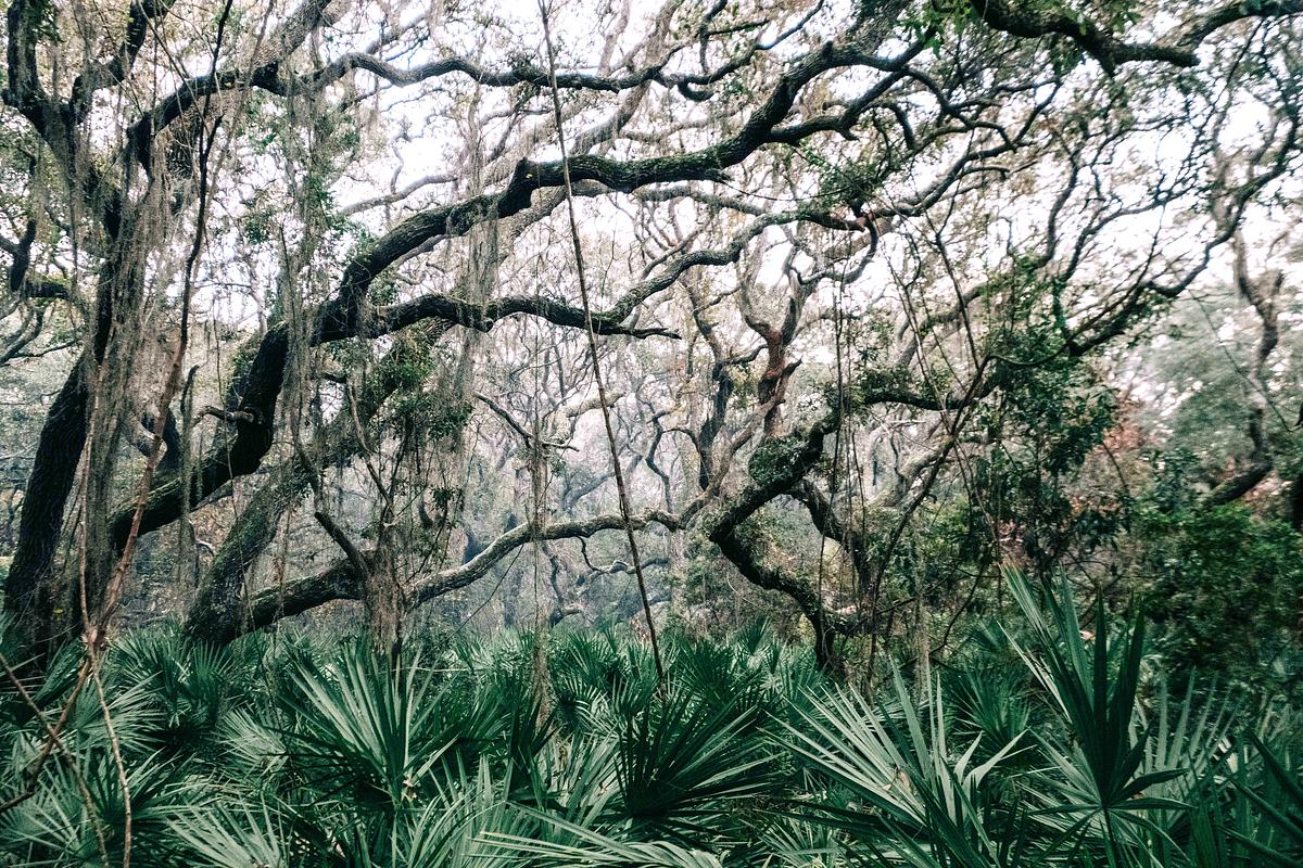 Update: Georgia DNR probes fatal shooting during hog hunt on Cumberland Island