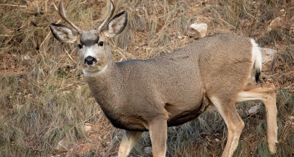 Wyoming Game and Fish Department seeking information on possible deer poaching near Evanston