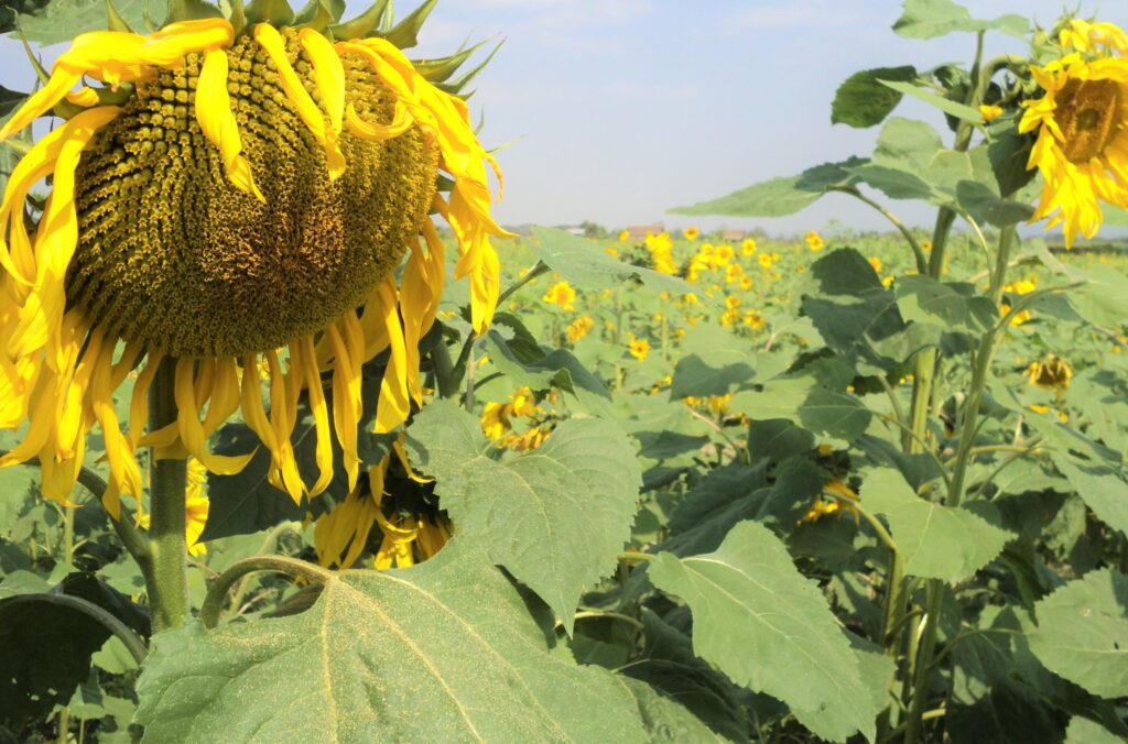 Yangon Region possesses 2,000 acres of winter sunflower cultivation