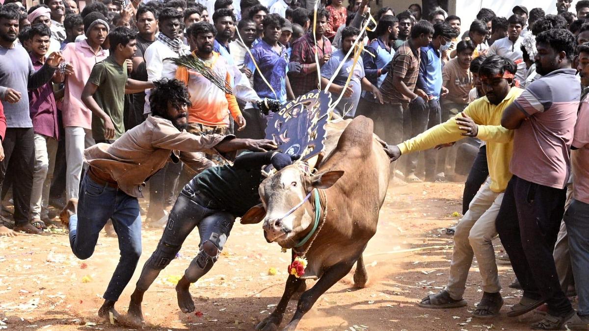 ‘Andhra Jallikattu’ draws hundreds of youth near Tirupati