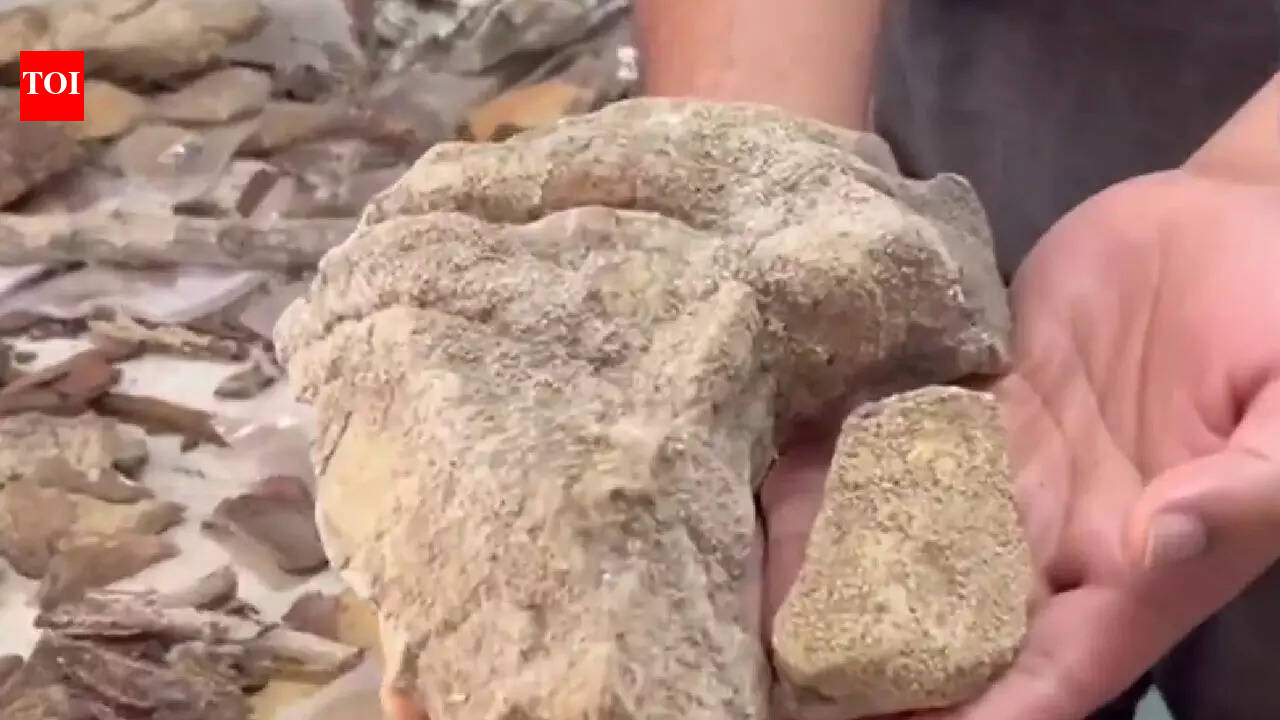 148 rare lichens found deep inside Odisha’s Similipal National Park | Watch video |