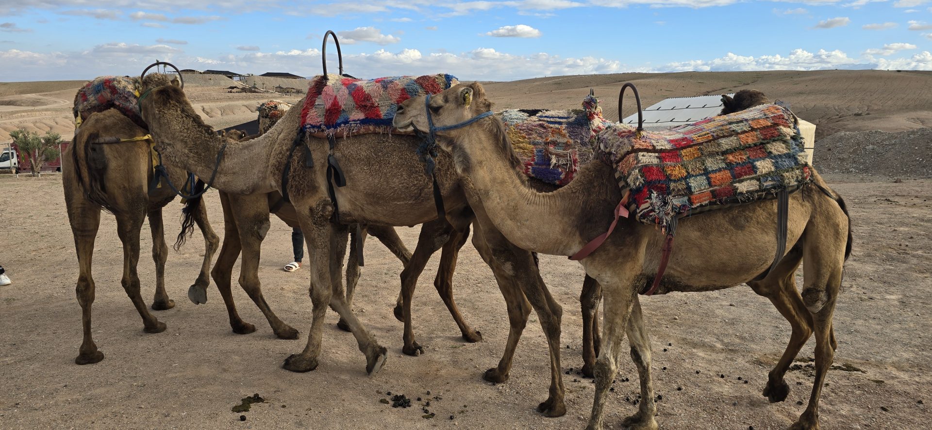 Across the waves of sand dunes of the former caravan routes of Morocco, tourists ride their quad bikes nowadays.