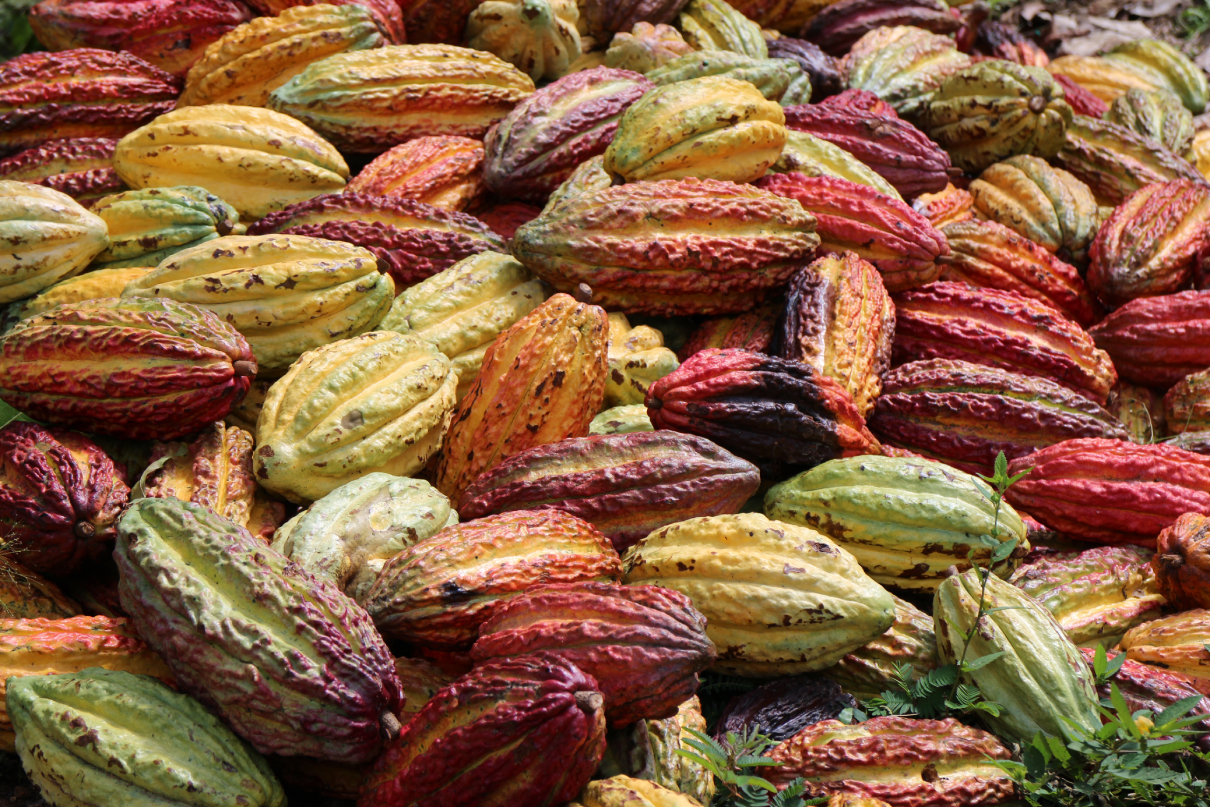 Agroforestry offers market-based way to boost Amazon rains & farmer incomes (analysis)