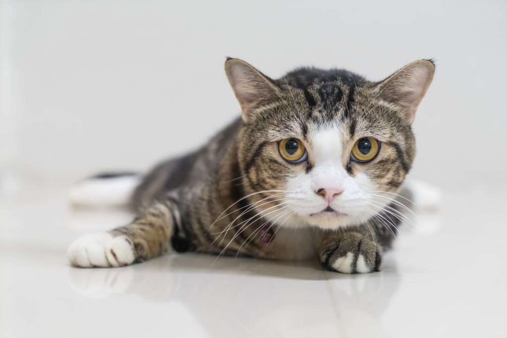 Aloha FurEver Pets Foundation partners with Good Cat Network to reduce cat overpopulation : Maui Now