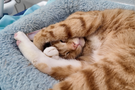 BVSPCA parents' night out event