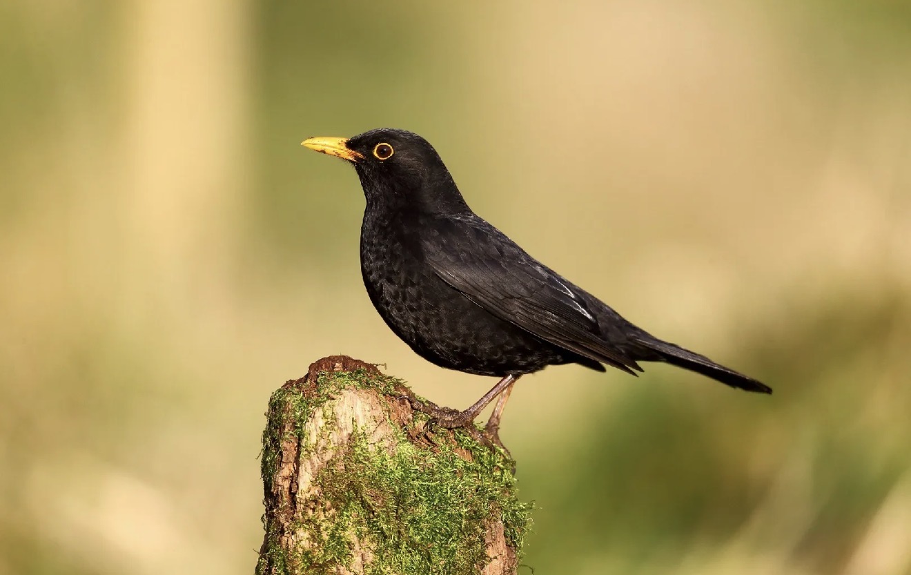 Blackbird Named Kazakhstan’s Bird of Year 2026