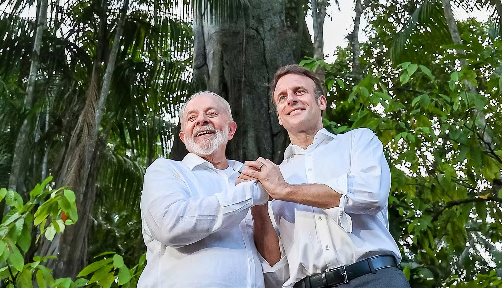 Brazil wanted more protections for its endangered national tree. Then France called