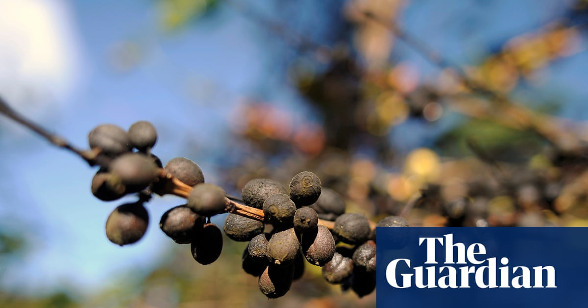 Coffee-growing countries becoming too hot to cultivate beans, analysis finds | Climate crisis