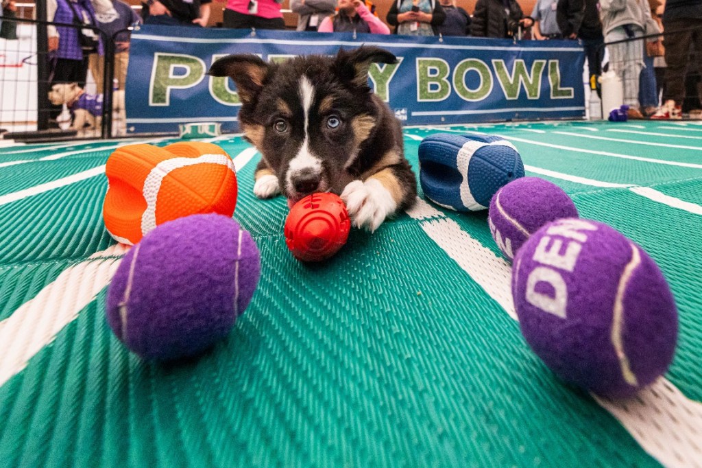 DIA's 10th Puppy Bowl brings adoptable dogs to the airport