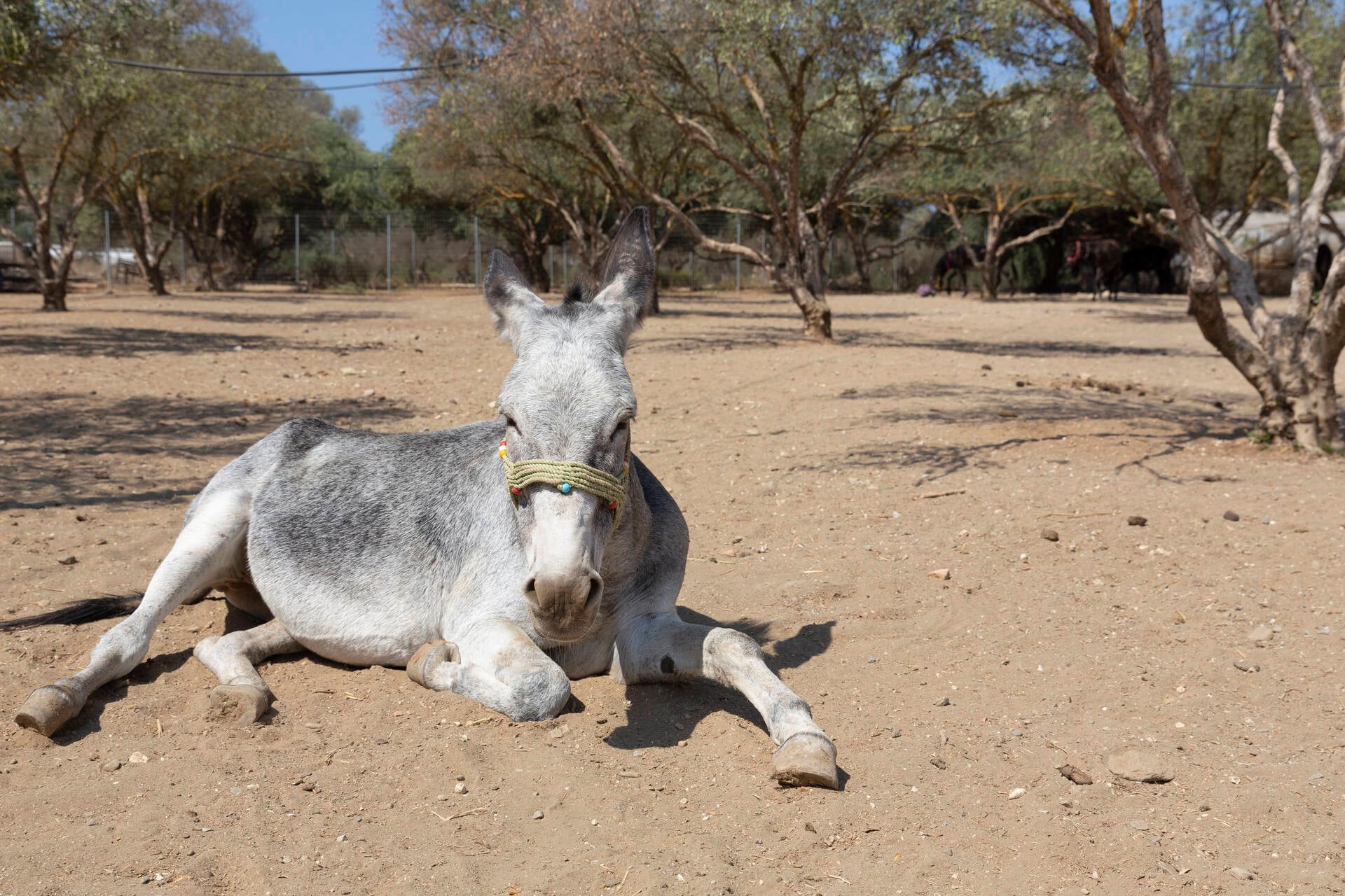 Donkey - the animal that carried Greece