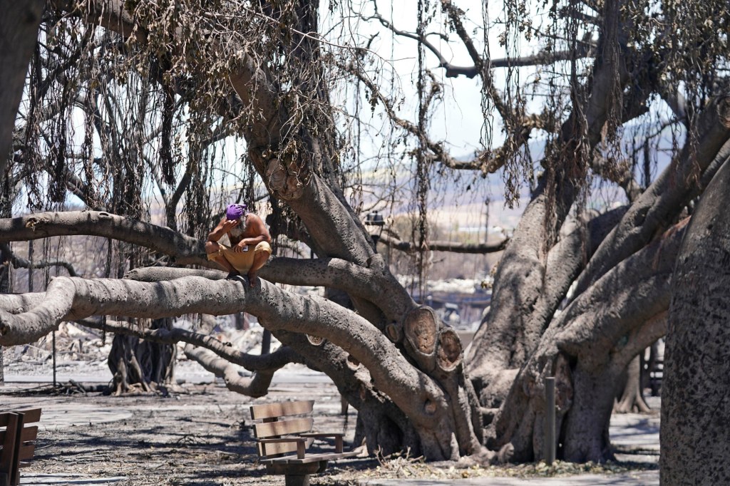 Icu Lab Tree Famed banyan tree still ‘in the ICU’ – CONVEN.ORG | HOME