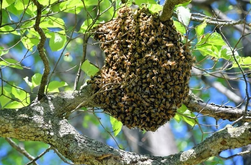 Firefighters Warn of an Increase in Africanized Bees near Homes: Alert Throughout Panama