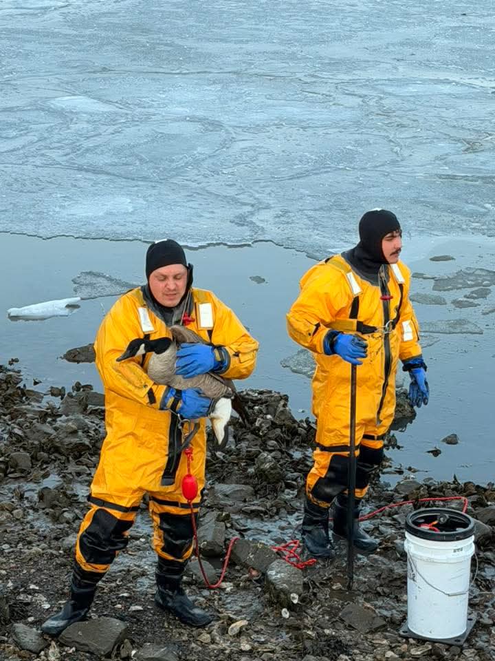 Firefighters help rescue Injured goose from ice in Branford