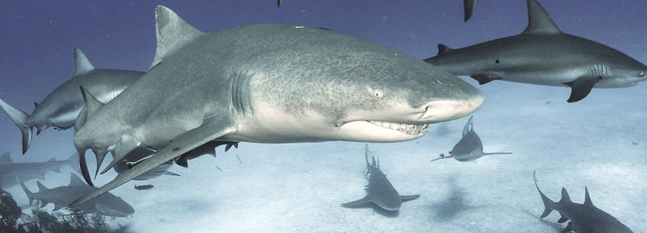 Fishermen and Scientists Unite to Tackle Shark Depredation in the ...