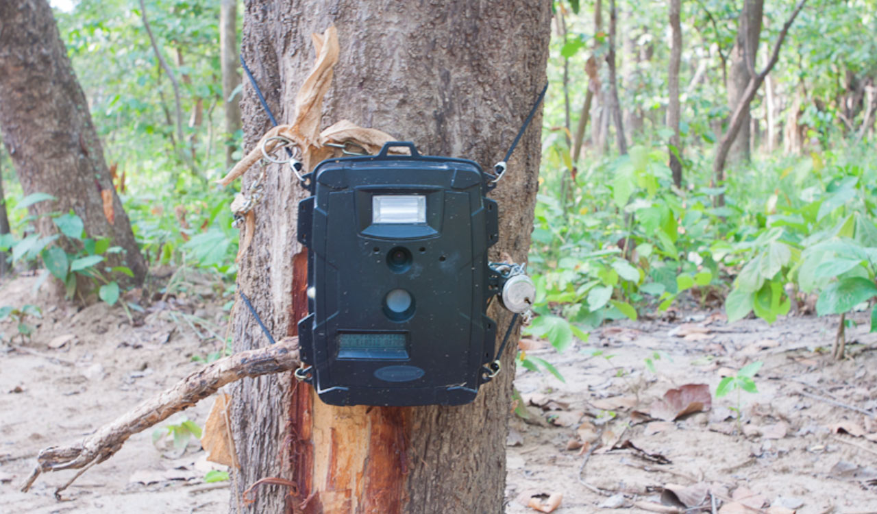 Forest officials step up vigil as tiger restricts movement to Koheda zone in Siddipet
