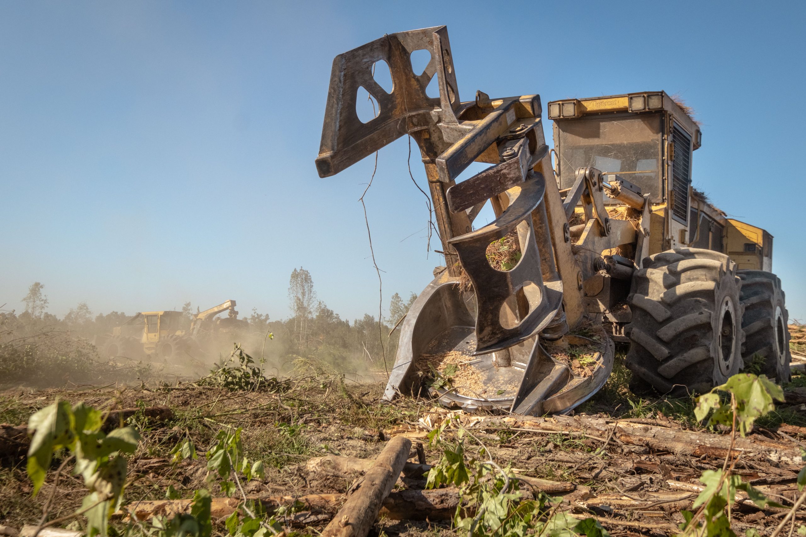 Georgia timber industry seeks innovative solutions amid market challenges