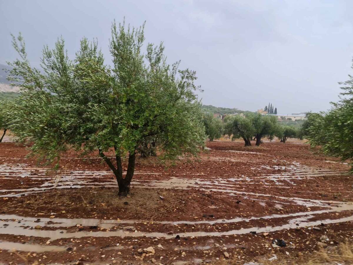 Olive trees on Abdullatif Boubki’s land in the Idlib countryside city of Salqin, northwestern Syria, 12/10/2025 (Faisal Yaasoub)