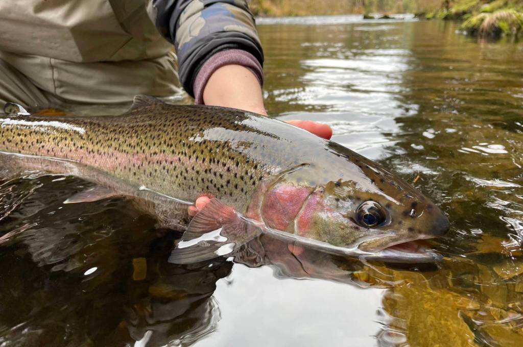 I Went to the Woods: What AI can’t and shouldn’t replace