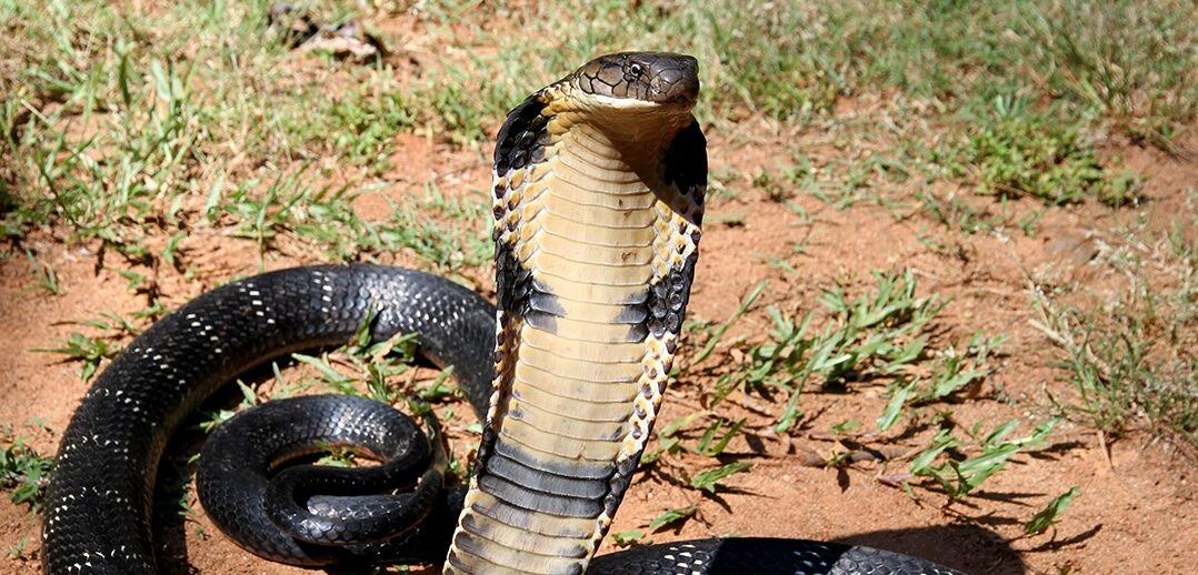 King cobras are hitching rides in India