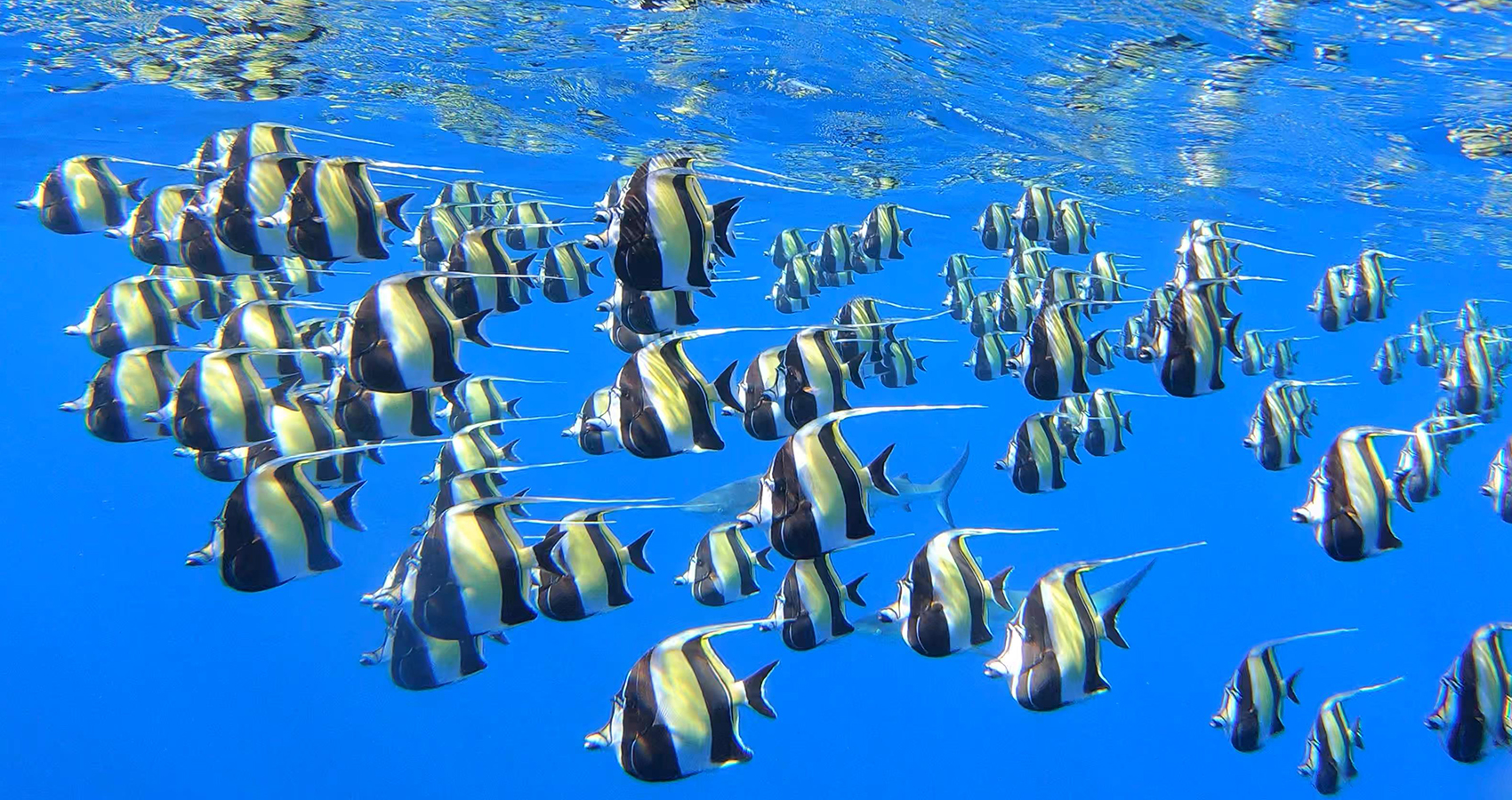 Koror Introduces New Access Fee for Fish Spawning Sites